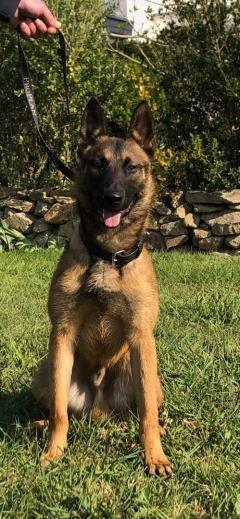 Tyson