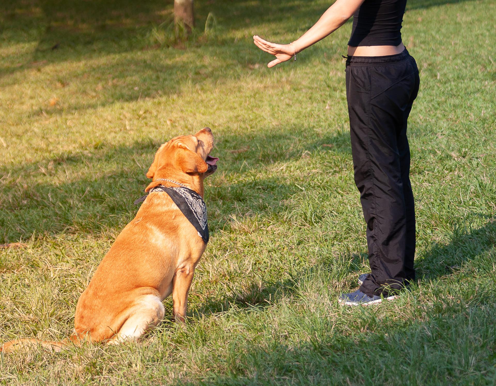 Dressage chiens de particuliers - Cani protection