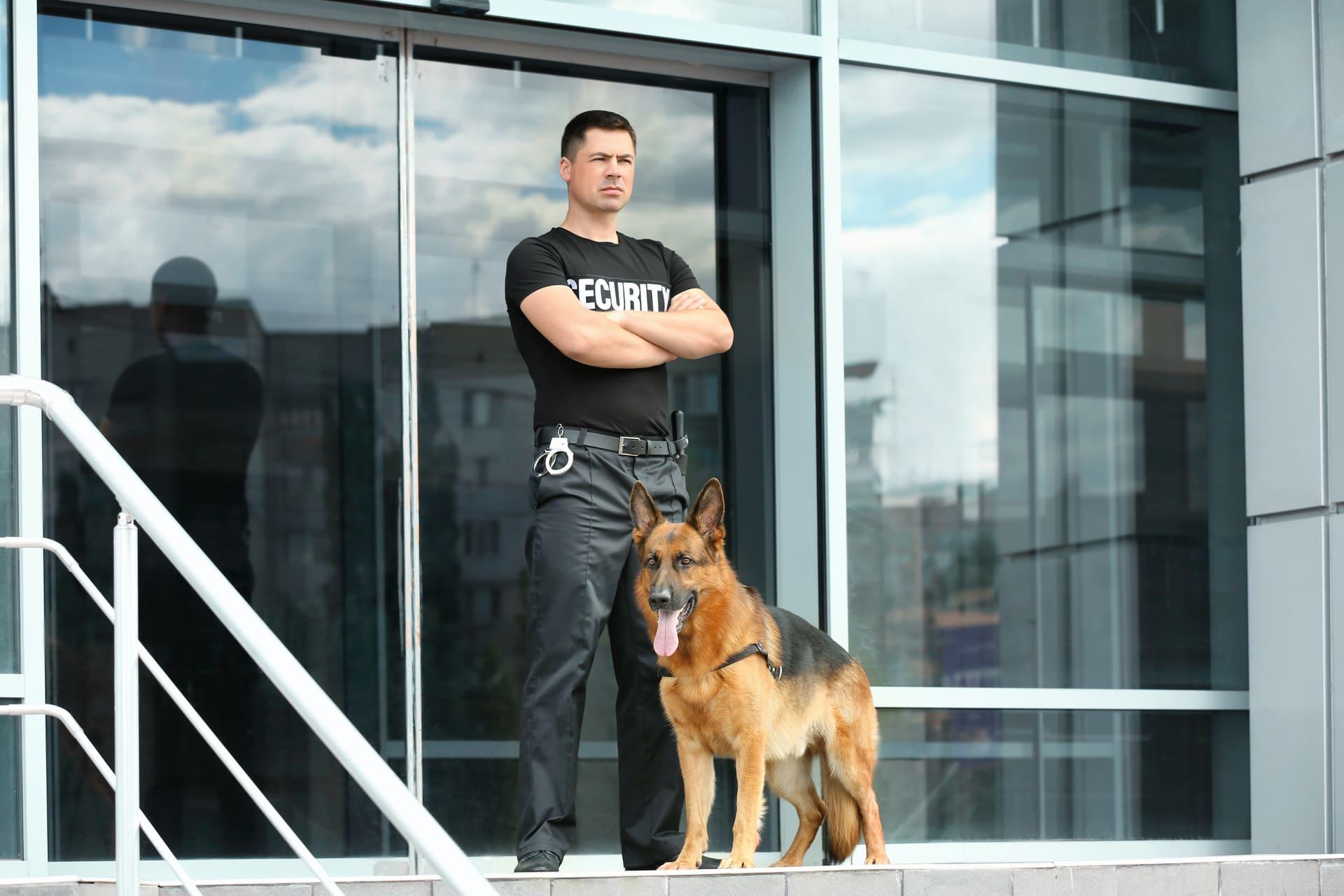 Dressage chiens de professionnel - Cani protection