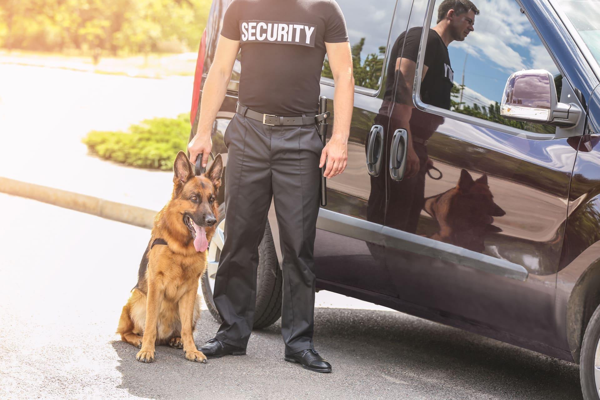 Dressage chiens de professionnel - Cani protection